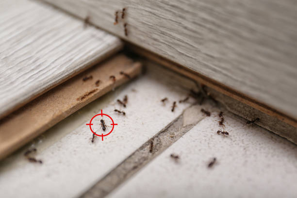 Wasp Removal Services in Sag Harbor, NY